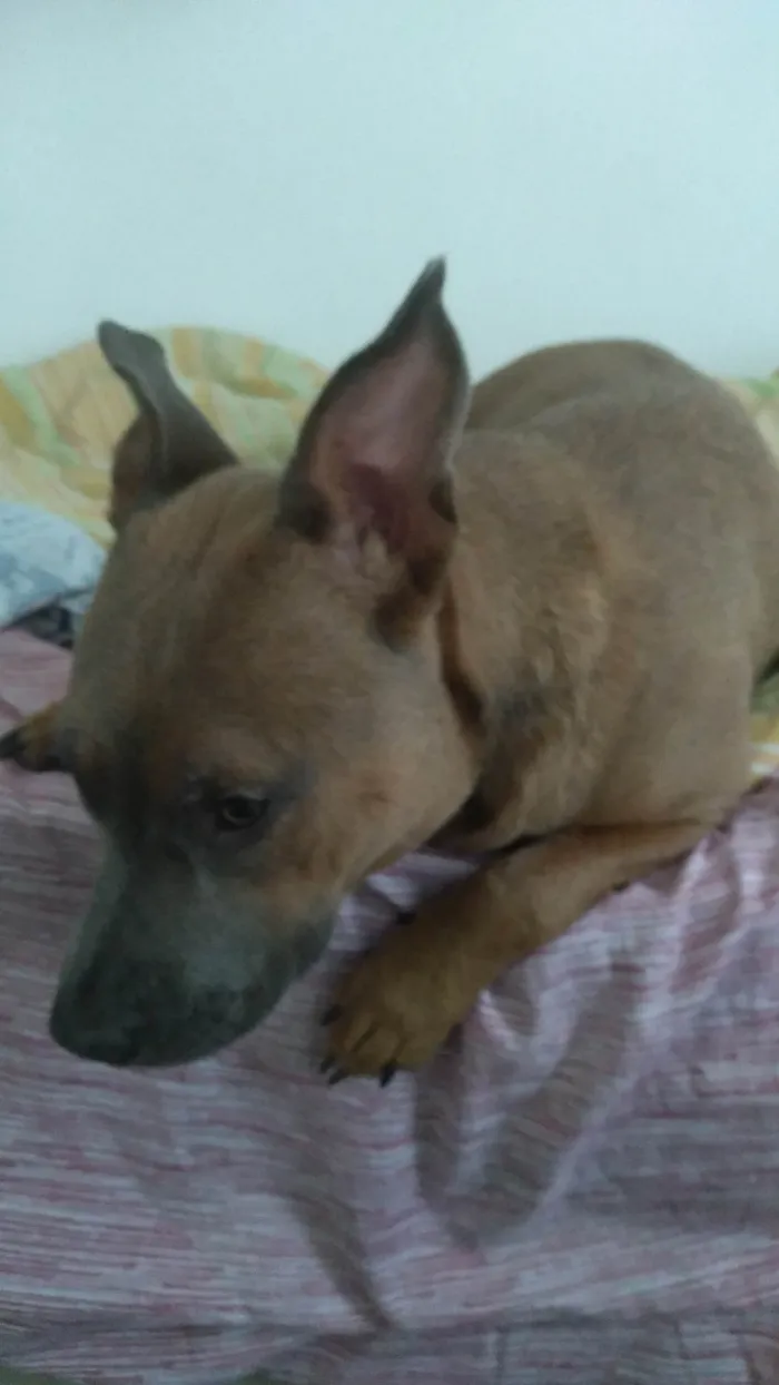 Cachorro ra a Pit-Bull idade 2 anos nome Nala