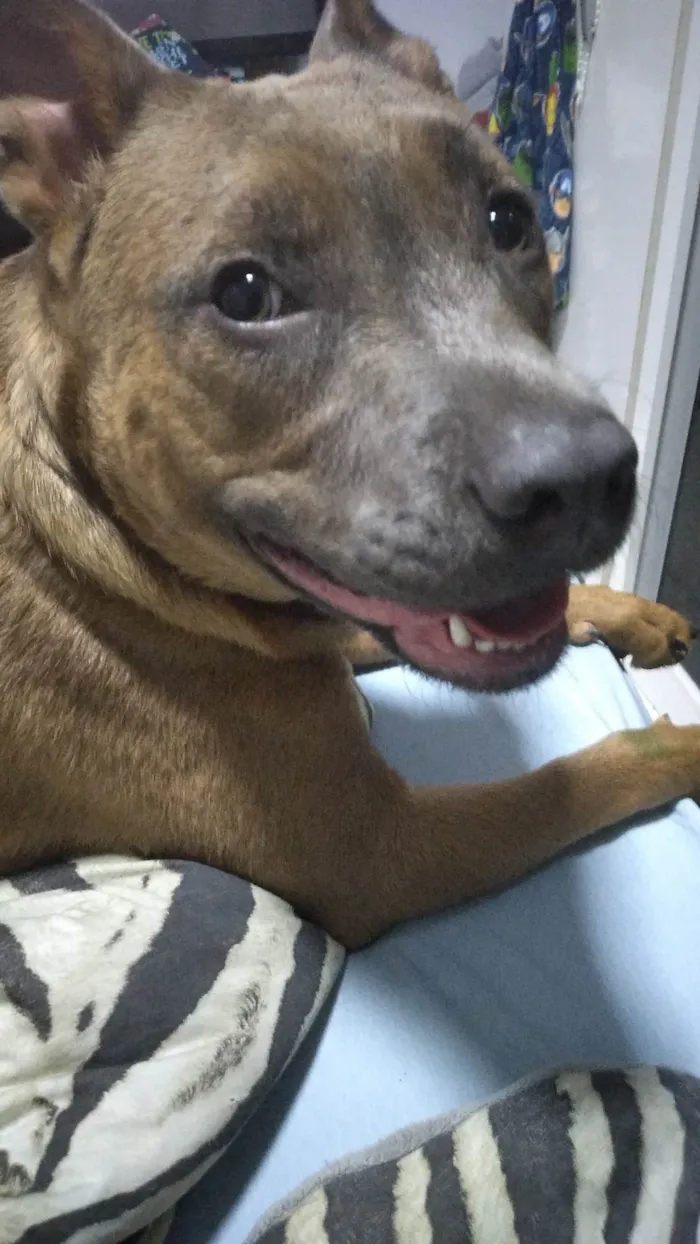 Cachorro ra a Pit-Bull idade 2 anos nome Nala