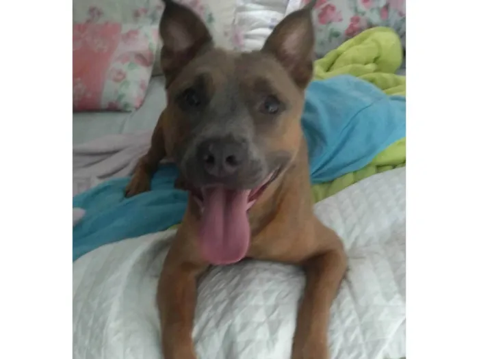 Cachorro ra a Pit-Bull idade 2 anos nome Nala