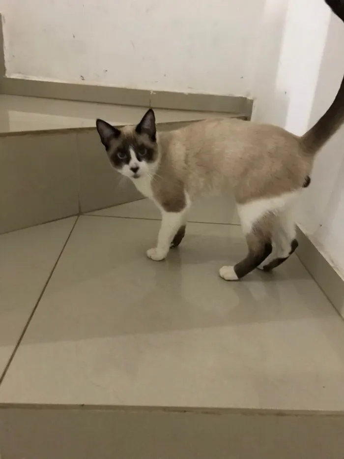 Gato ra a Siamês idade 7 a 11 meses nome Adsumus