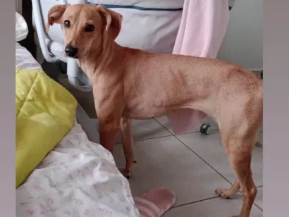 Cachorro raça SRD-ViraLata idade 3 anos nome CHLOE 