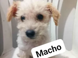 Cachorro raça SRD-ViraLata idade 2 a 6 meses nome Filhotes