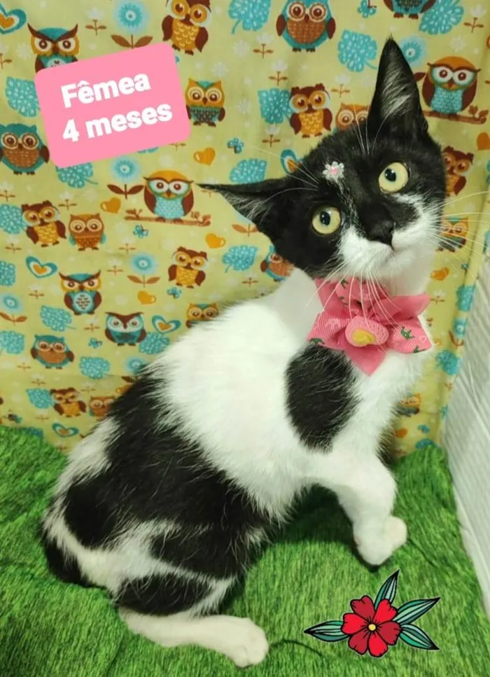 Gato raça SRD-ViraLata idade 2 a 6 meses nome Nicoly gata