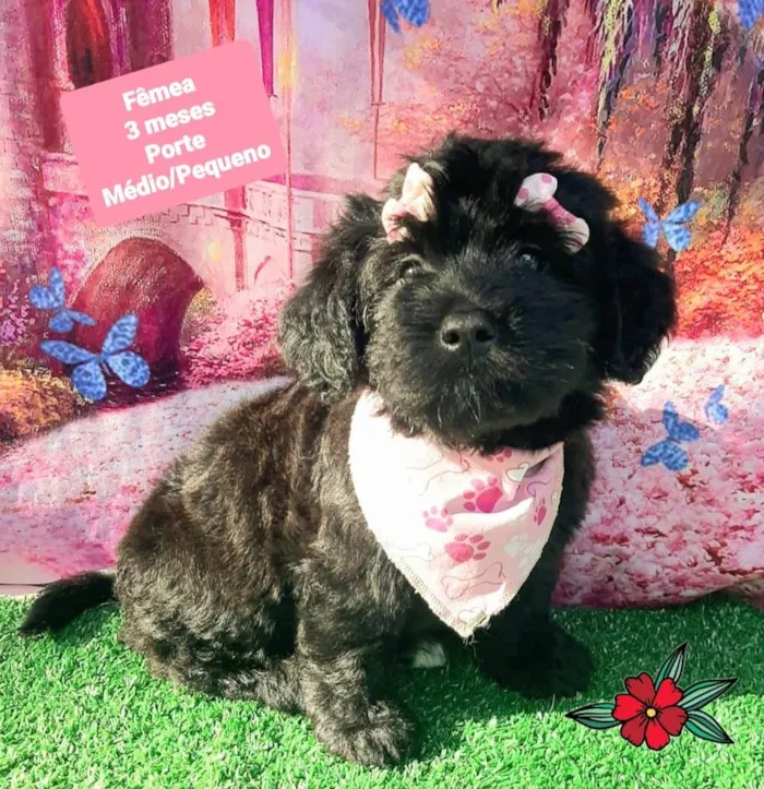 Cachorro raça SRD-ViraLata idade 2 a 6 meses nome Mileni