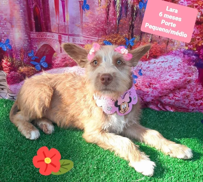 Cachorro raça SRD-ViraLata idade 2 a 6 meses nome Lara