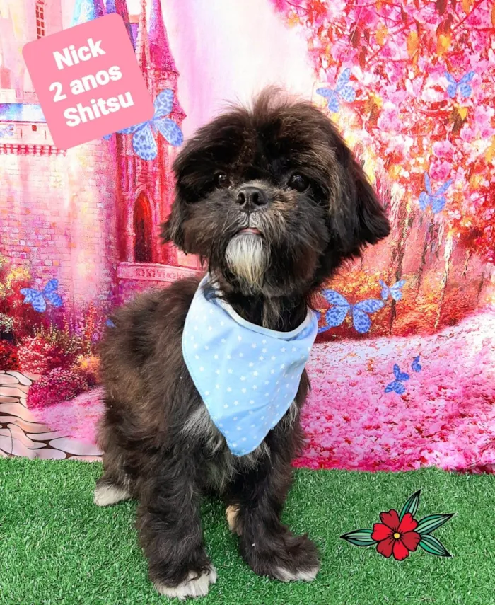 Cachorro raça Shitzu idade 2 anos nome Nick 