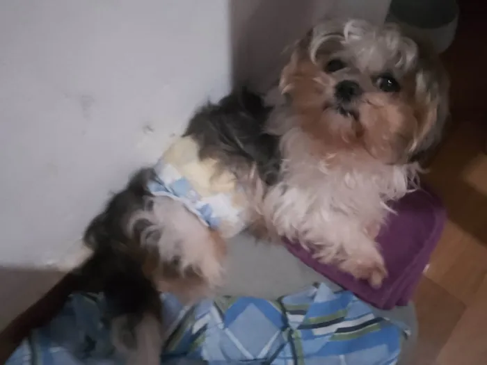 Cachorro ra a Lhasa Apso idade 3 anos nome Totó