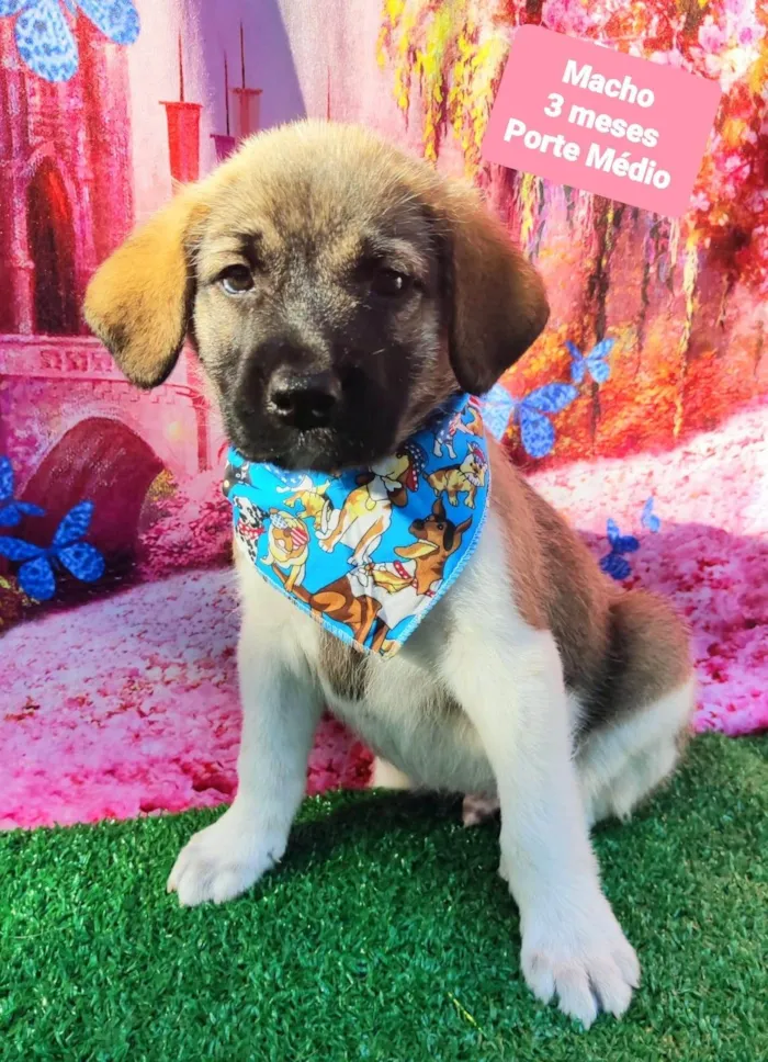 Cachorro raça SRD-ViraLata idade 2 a 6 meses nome Matteo