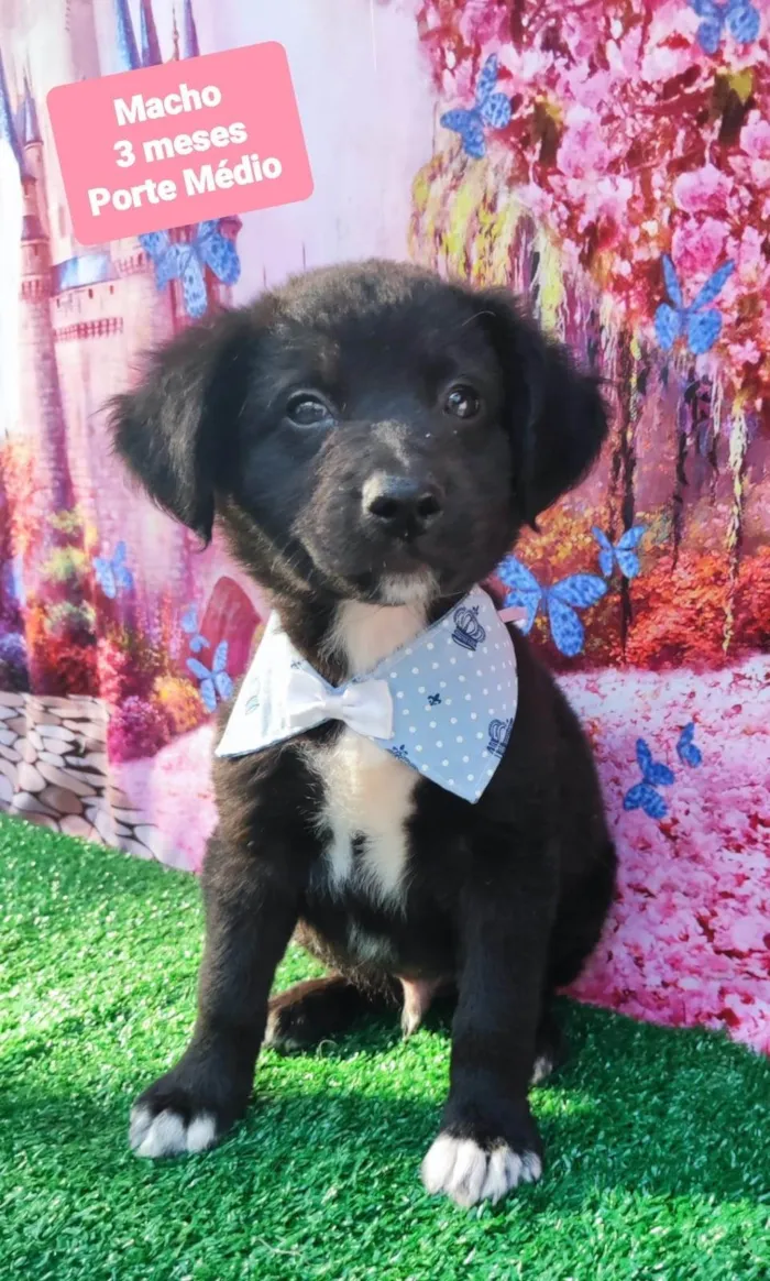 Cachorro raça SRD-ViraLata idade 2 a 6 meses nome Zeca