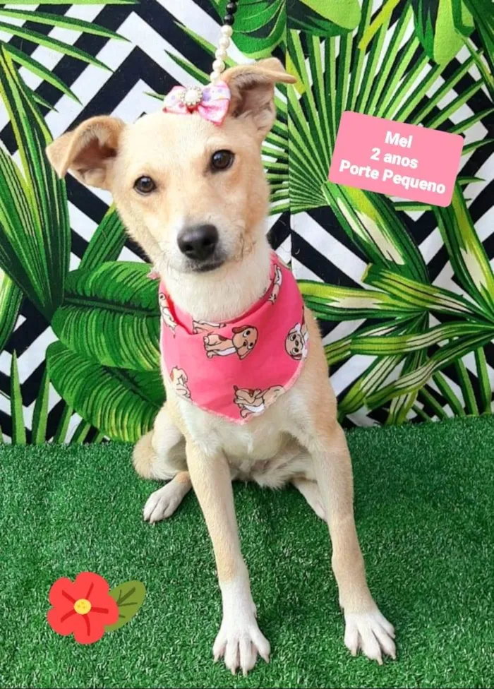 Cachorro raça SRD-ViraLata idade 2 anos nome Mel 