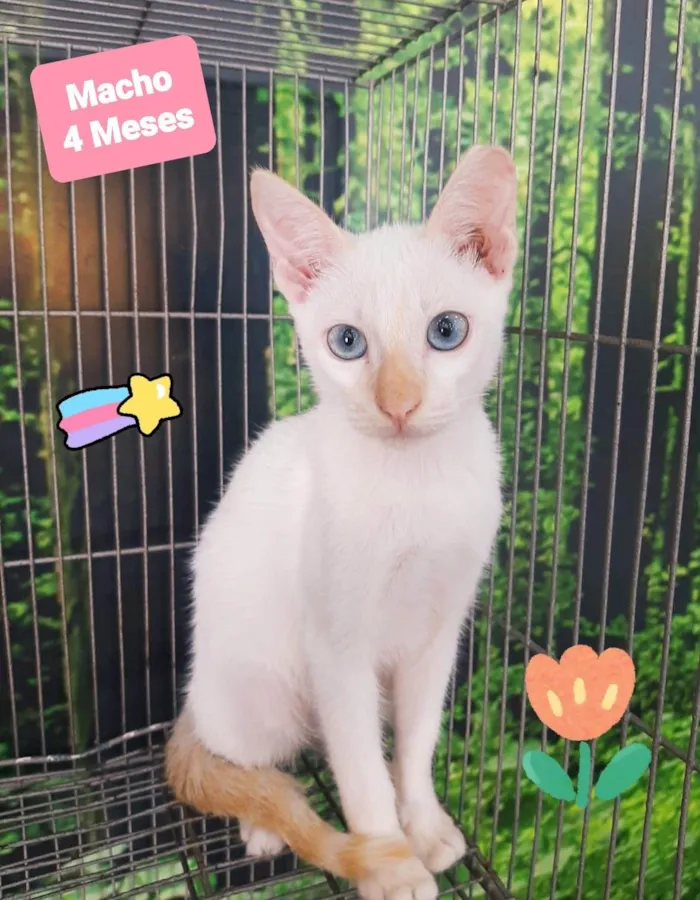 Gato raça SRD-ViraLata idade 2 a 6 meses nome White 