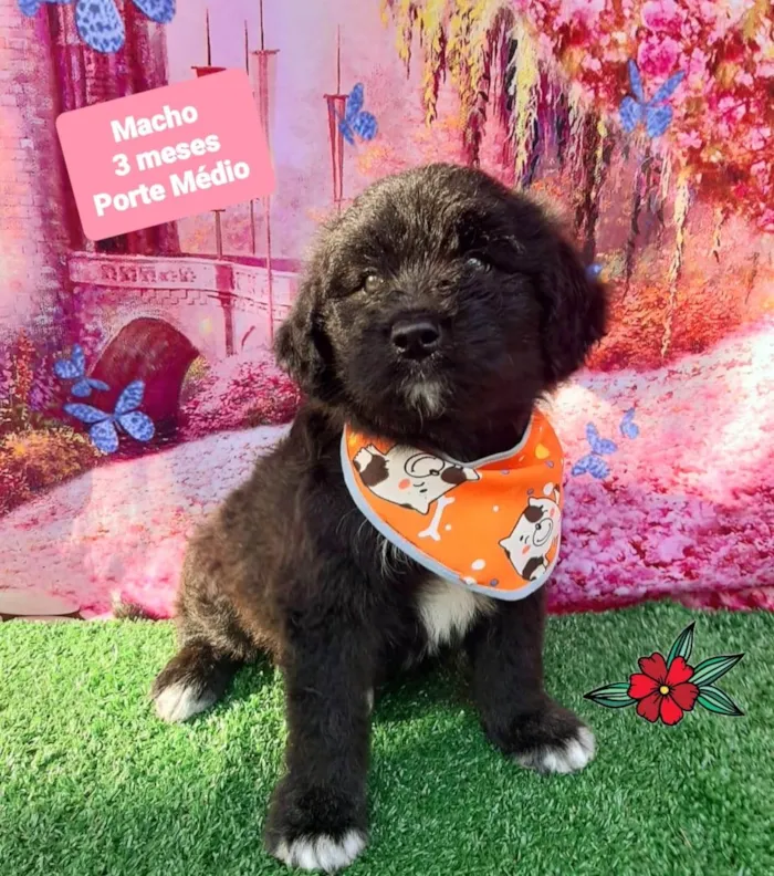 Cachorro raça SRD-ViraLata idade 2 a 6 meses nome Dico