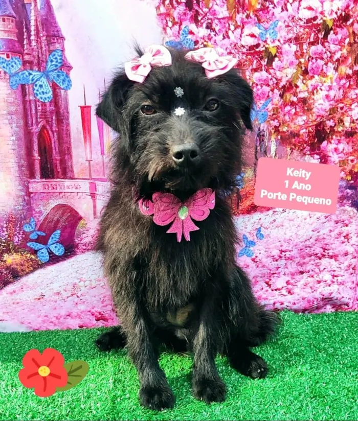 Cachorro raça SRD-ViraLata idade 1 ano nome Keity