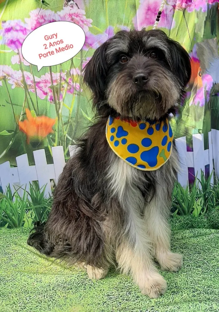Cachorro raça SRD-ViraLata idade 2 anos nome Gury