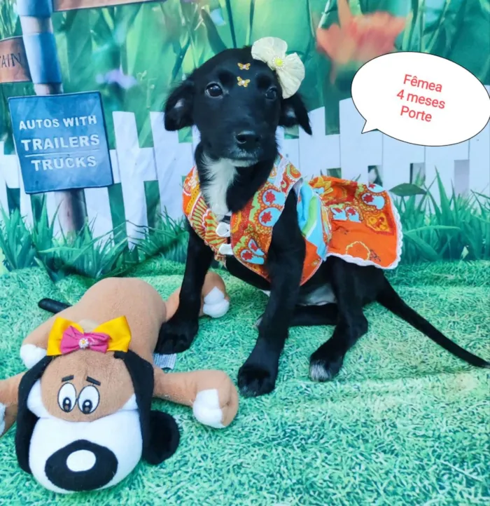 Cachorro raça SRD-ViraLata idade 2 a 6 meses nome Yas