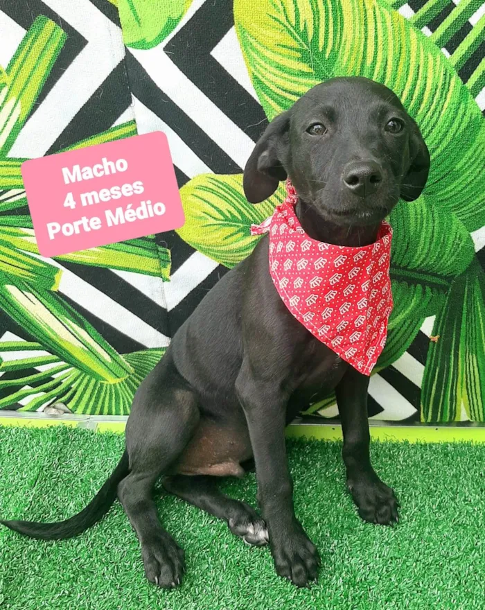 Cachorro raça SRD-ViraLata idade 2 a 6 meses nome Thy