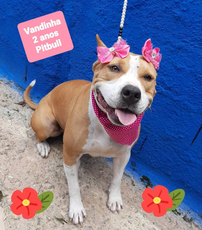 Cachorro raça Pit-Bull idade 2 anos nome Vandinha