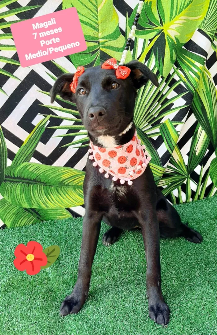 Cachorro raça SRD-ViraLata idade 7 a 11 meses nome Magali