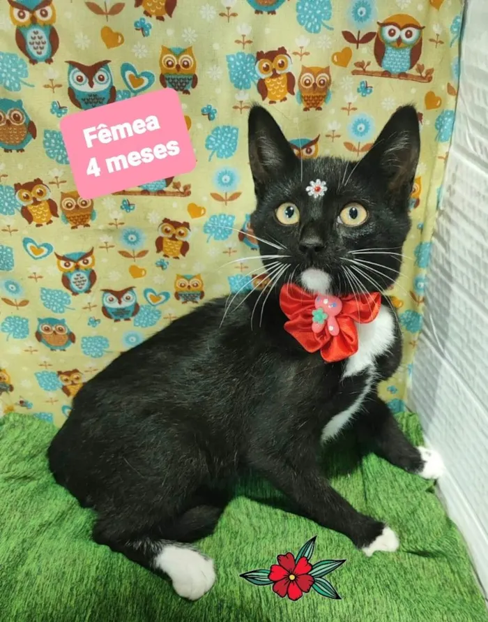 Gato raça SRD-ViraLata idade 2 a 6 meses nome Miah