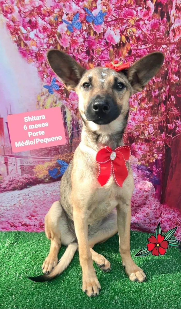 Cachorro raça SRD-ViraLata idade 2 a 6 meses nome Shitara