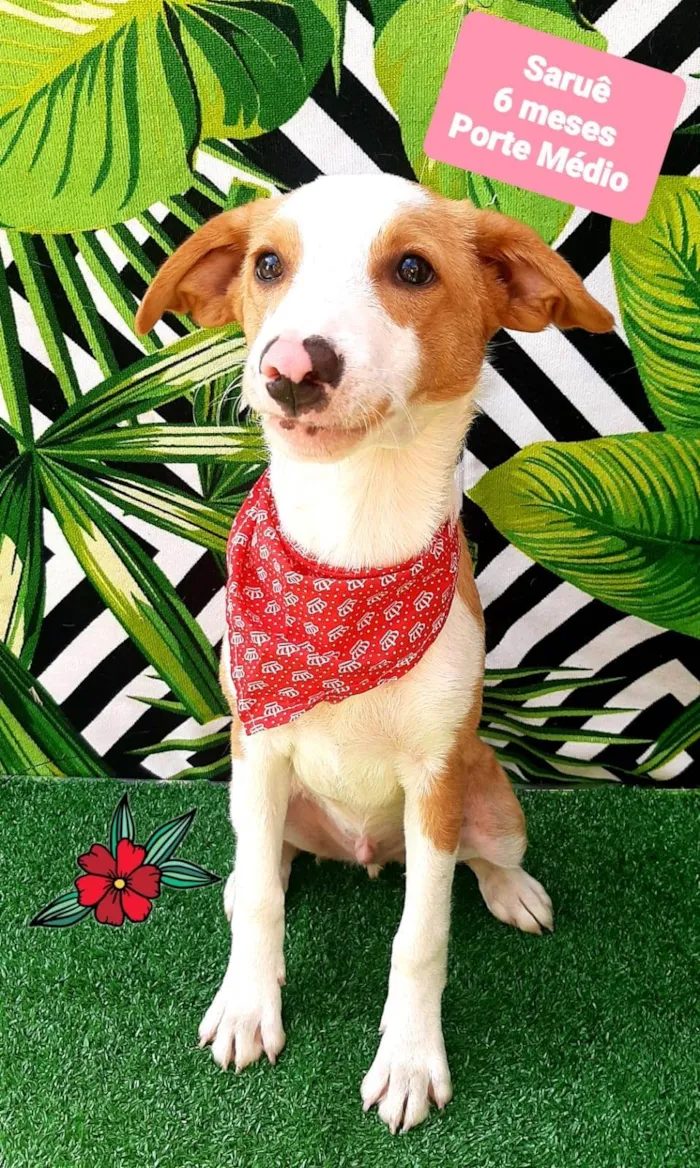 Cachorro raça SRD-ViraLata idade 2 a 6 meses nome Saruê
