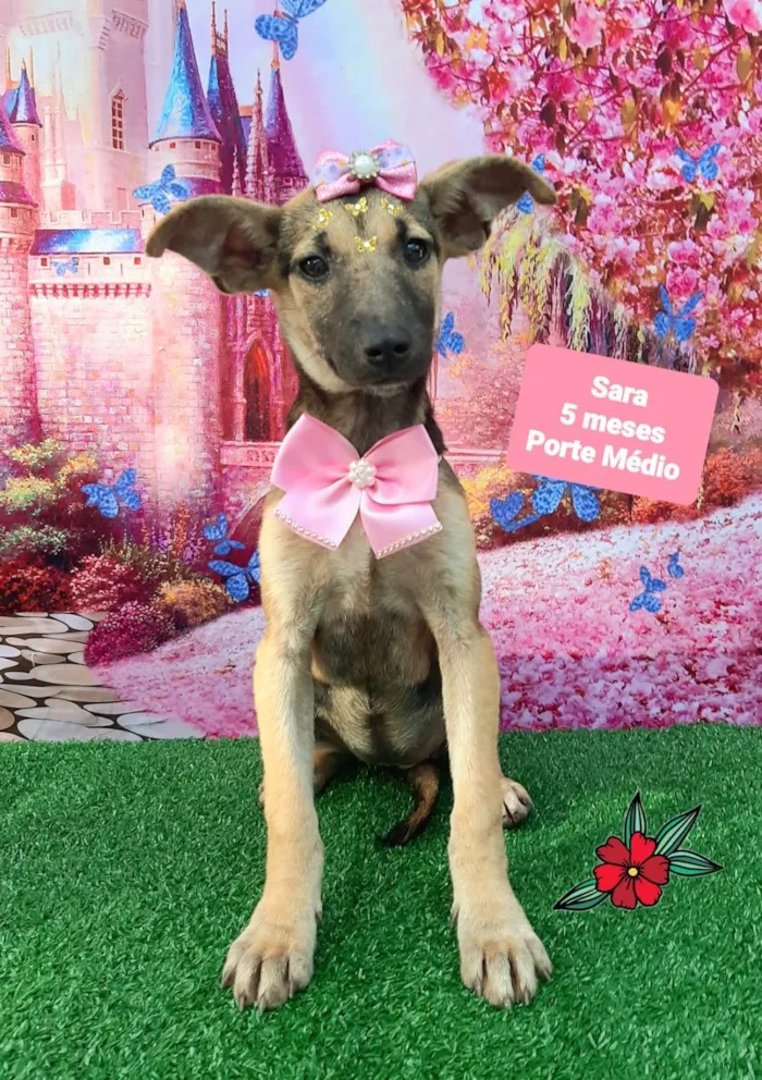 Cachorro raça SRD-ViraLata idade 2 a 6 meses nome Sara