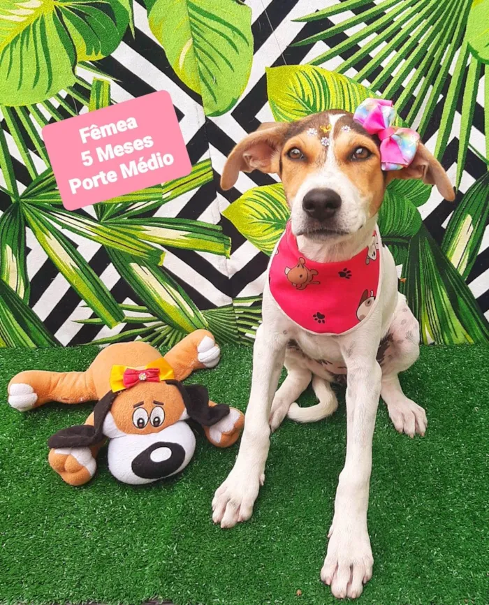 Cachorro raça SRD-ViraLata idade 2 a 6 meses nome Megui