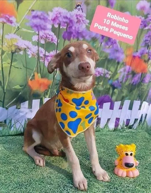 Cachorro raça SRD-ViraLata idade 1 ano nome Robinho 