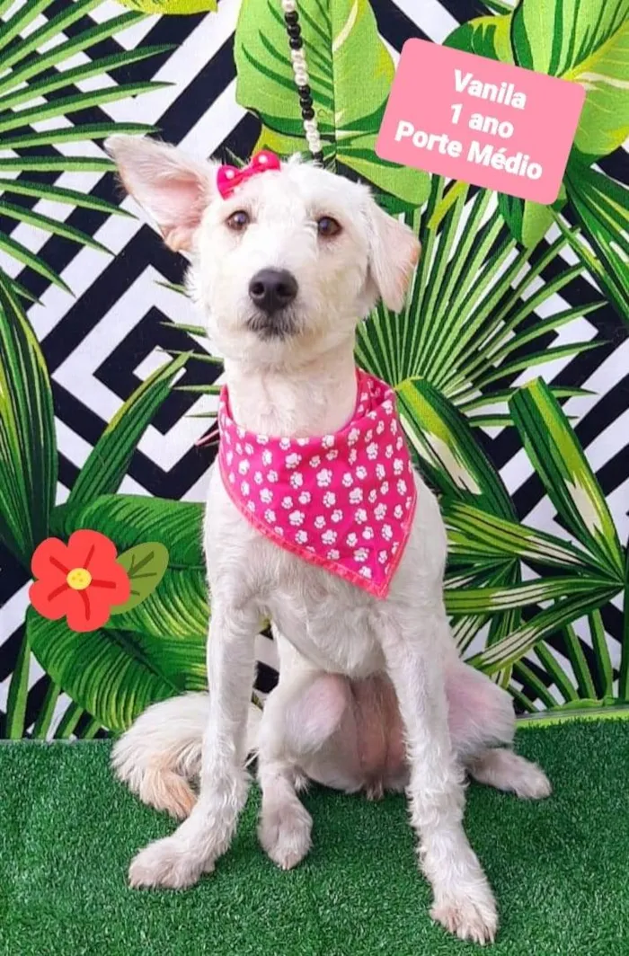 Cachorro raça SRD-ViraLata idade 1 ano nome Vanila