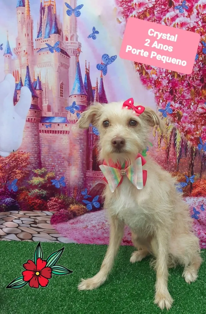Cachorro raça SRD-ViraLata idade 2 anos nome Crystal 