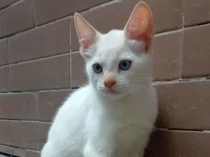 Gato raça SRD-ViraLata idade 7 a 11 meses nome Sem nome 04