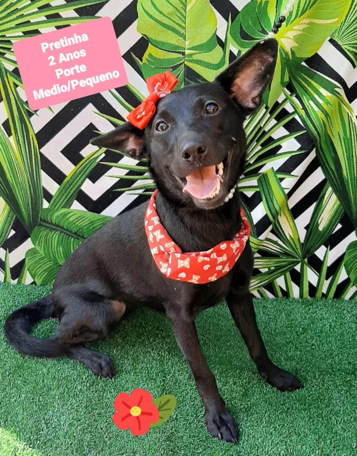 Cachorro raça SRD-ViraLata idade 1 ano nome Pretinha