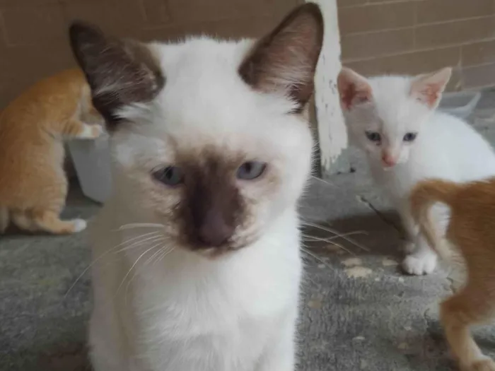 Gato ra a SRD-ViraLata idade 2 a 6 meses nome Sem nome 06