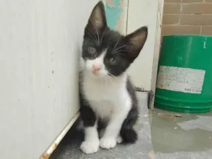 Gato raça SRD-ViraLata idade 2 a 6 meses nome Sem nome 11