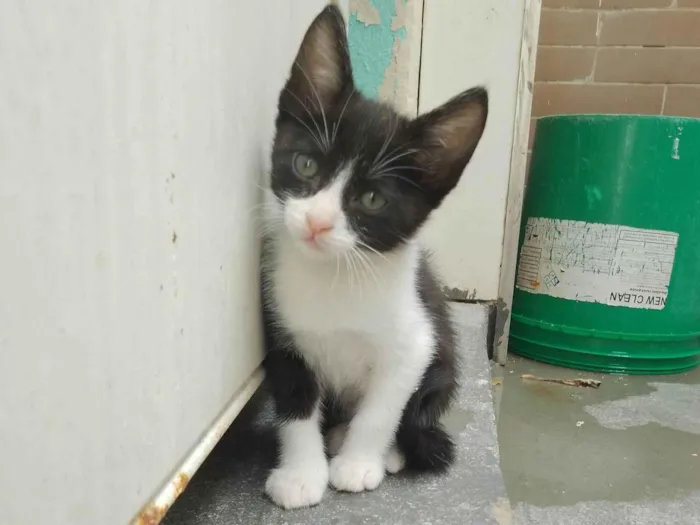 Gato ra a SRD-ViraLata idade 2 a 6 meses nome Sem nome 11