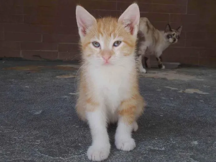 Gato ra a SRD-ViraLata idade 2 a 6 meses nome Sem nome 12
