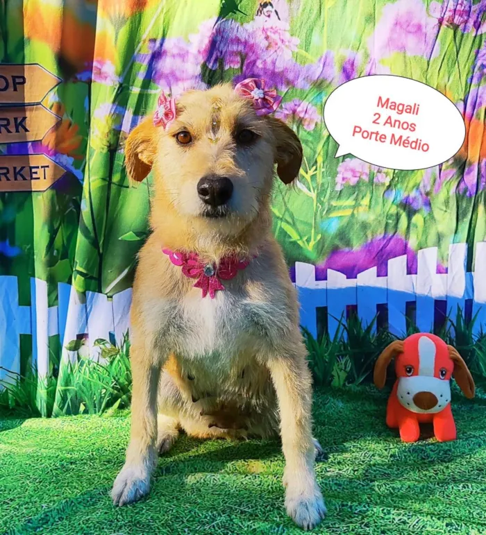 Cachorro raça SRD-ViraLata idade 2 anos nome Magali 