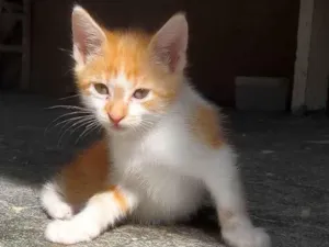 Gato raça SRD-ViraLata idade 2 a 6 meses nome Sem nome 13 