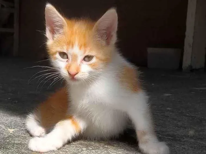 Gato ra a SRD-ViraLata idade 2 a 6 meses nome Sem nome 13 