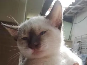 Gato raça SRD-ViraLata idade 7 a 11 meses nome Sem nome 135