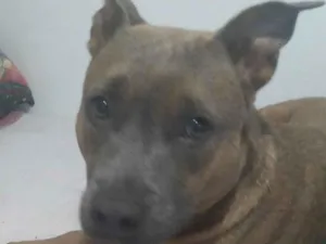 Cachorro raça Pit-Bull idade 2 anos nome Nala