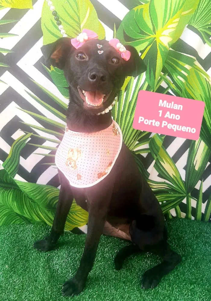 Cachorro raça SRD-ViraLata idade 1 ano nome Mulan 