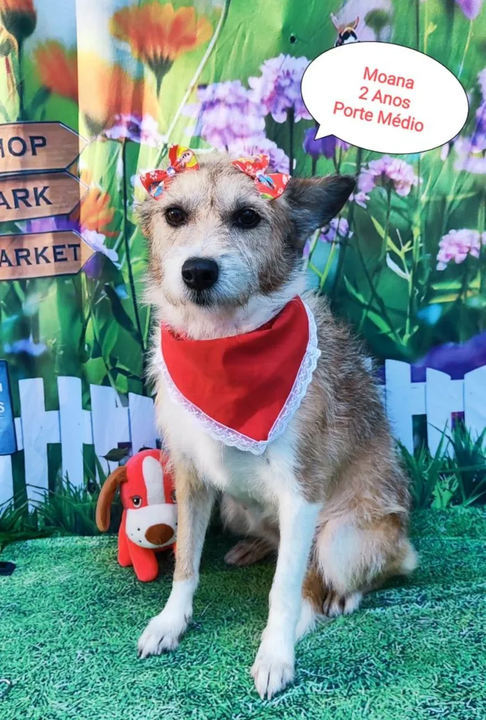 Cachorro raça SRD-ViraLata idade 2 anos nome Moana