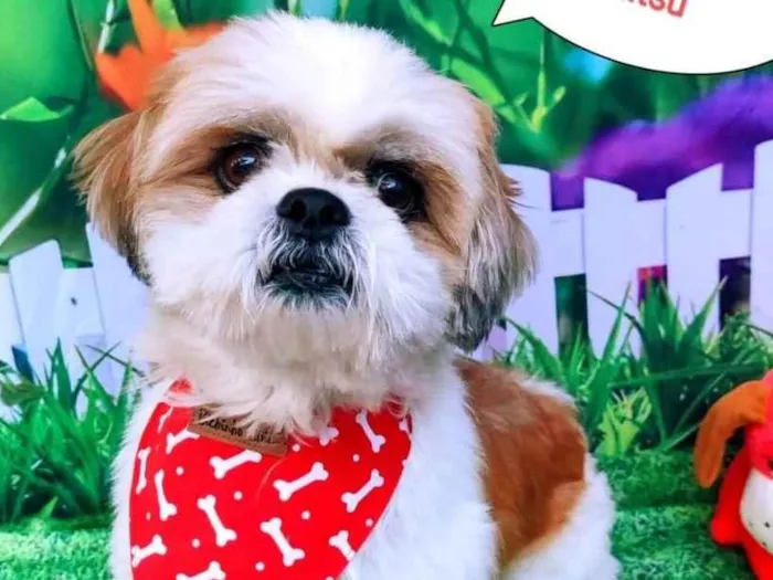 Cachorro raça Shitzu idade 1 ano nome Lipe 