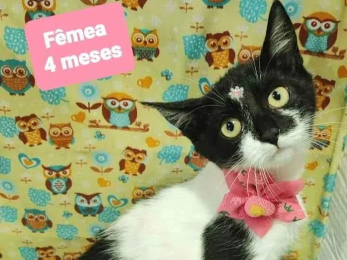 Gato raça SRD-ViraLata idade 2 a 6 meses nome Nicoly gata