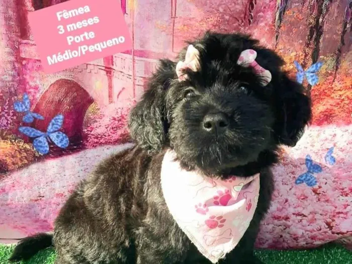 Cachorro raça SRD-ViraLata idade 2 a 6 meses nome Mileni