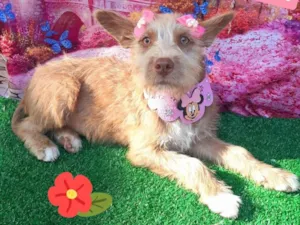 Cachorro raça SRD-ViraLata idade 2 a 6 meses nome Lara
