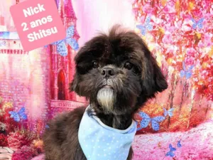 Cachorro raça Shitzu idade 2 anos nome Nick 