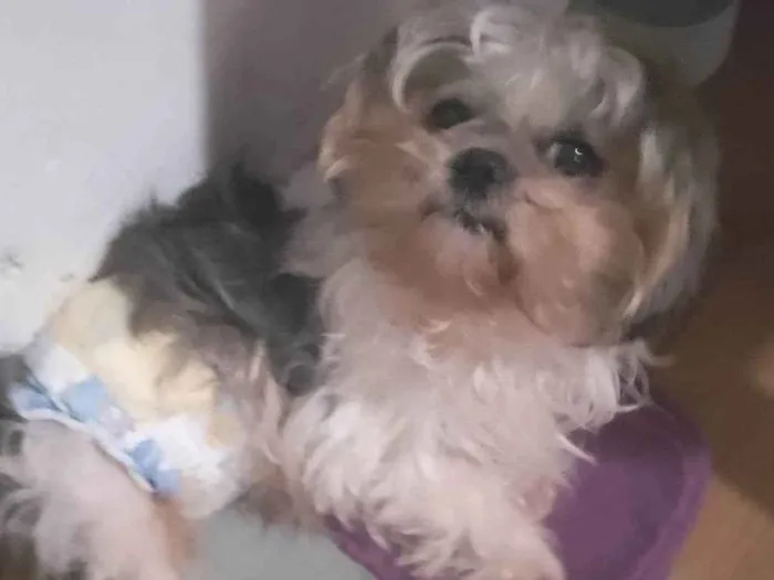 Cachorro ra a Lhasa Apso idade 3 anos nome Totó