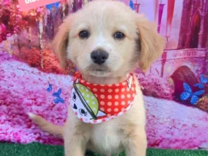 Cachorro raça SRD-ViraLata idade 2 a 6 meses nome Nono 